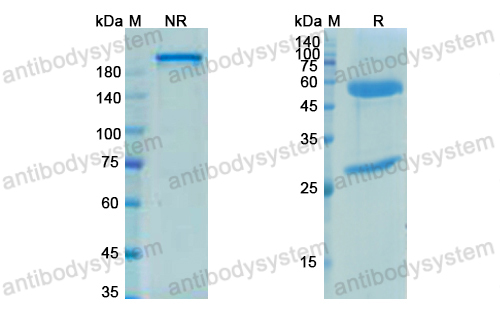 派森妥单抗,Research Grade Petosemtamab  (DHB86918)