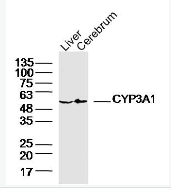 Anti-CYP3A1 antibody-细胞色素CYP3A1抗体,CYP3A1