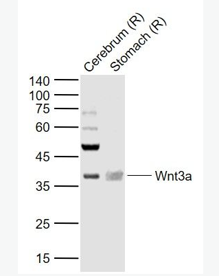 Anti-Wnt3a antibody-信号通路Wnt3a抗体,Wnt3a