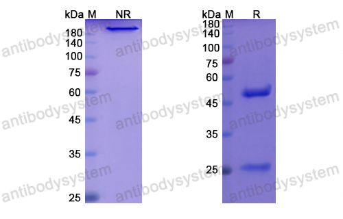 贝奴妥单抗,Research Grade Benufutamab  (DHA29101)