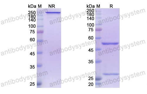 阿替韦单抗,Research Grade Atoltivimab  (DVV03606)