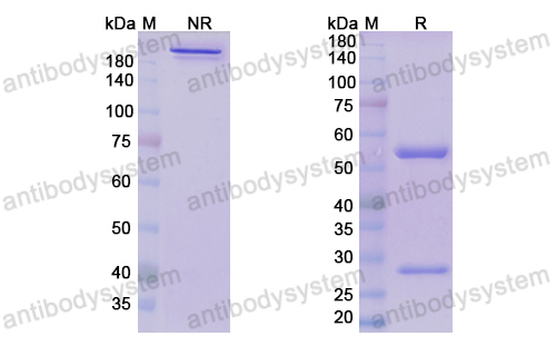 多奈单抗,Research Grade Donanemab(DHC12502)