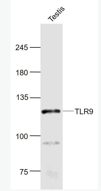 Anti-TLR9 antibody-Toll樣受體9抗體,TLR9