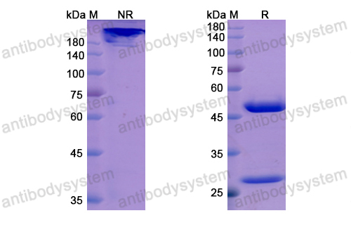 奧諾利單抗,Research Grade Orilanolimab  (DHF14601)