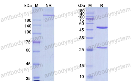 泽妥珠单抗,Research Grade Zenocutuzumab  (DHC09609)