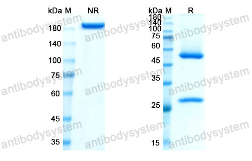 羅妥昔珠單抗,Research Grade Losatuxizumab(DHB86913)