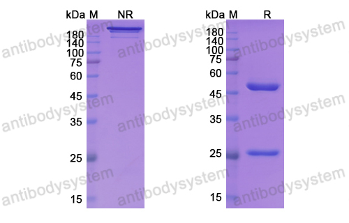 伏那吉珠單抗,Research Grade Vunakizumab(DHH28804)