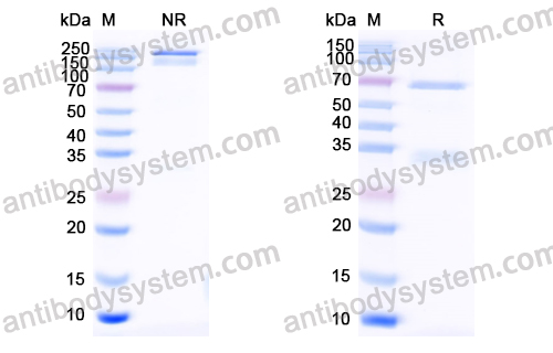 度妥昔珠单抗,Research Grade Duvortuxizumab