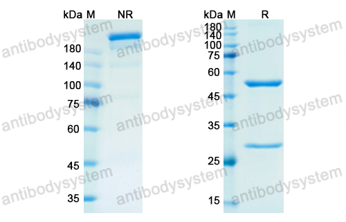 依米妥珠单抗,Research Grade Emactuzumab(DHC25202)