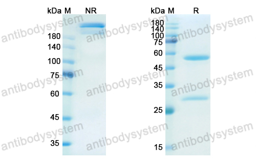 那美芦单抗,Research Grade Namilumab(DHC06701)