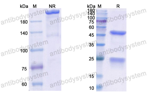 依那妥组单抗,Research Grade Enavatuzumab(DHJ62201)