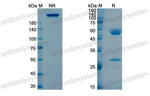 替加組單抗,Research Grade Tigatuzumab  (DHA29102)