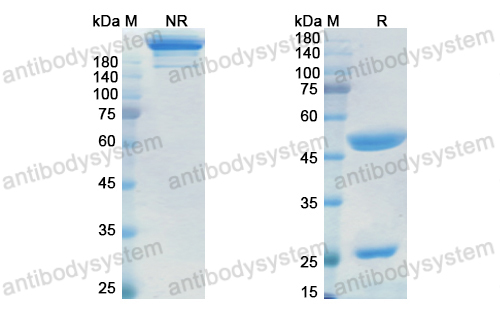 伊利组单抗,Research Grade Itolizumab(DHD87601)