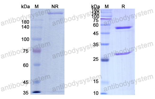 松妥组单抗,Research Grade Sontuzumab  (DHD14202)