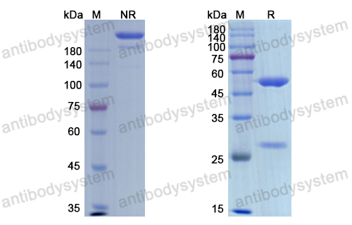 埃達組單抗,Research Grade Etaracizumab  (DHC21902)