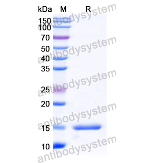 抗 Human CD49e/ITGA5 納米抗體 (SAA1304)(RHC35101),Anti-Human CD49e/ITGA5 Nanobody (SAA1304)