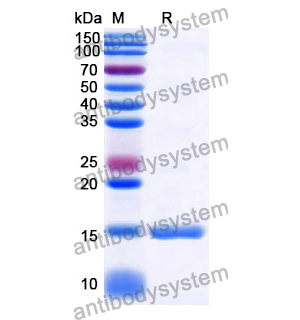 抗 Human CD182/CXCR2 纳米抗体 (SAA1360)(RHD65001),Anti-Human CD182/CXCR2 Nanobody (SAA1360)