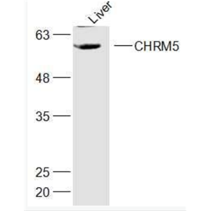 Anti-CHRM5 antibody-毒蕈碱型乙酰胆碱受体M5抗体