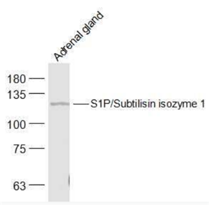Anti-S1P/Subtilisin isozyme 1 antibody-枯草杆菌蛋白酶同工酶1抗体