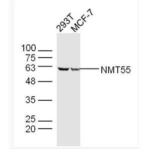 Anti-NMT55 antibody-核RNA结合蛋白P54抗体