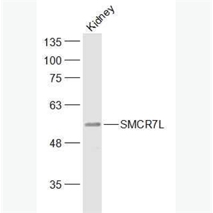 Anti-MIEF1 antibody-SMCR7L蛋白抗体