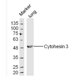 Anti-Cytohesin 3 antibody-胞粘蛋白3抗体,Cytohesin 3