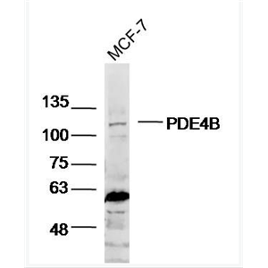 Anti-PDE4B antibody-磷酸二酯酶4B抗体