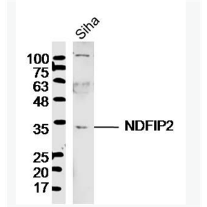 Anti-NDFIP2 antibody-NDFIP2抗体,NDFIP2