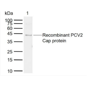 Anti-PCV2 Cap protein antibody-猪圆环病毒CAP蛋白质抗体,PCV2 Cap protein