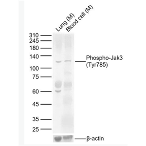 Anti-Phospho-Jak3 (Tyr785) antibody-磷酸化蛋白酪氨酸激酶JAK-3抗体