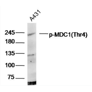 Anti-phospho-MDC1 (Thr4) antibody-磷酸化DNA损伤关卡蛋白1抗体