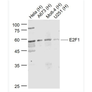 Anti-E2F1 antibody-转录因子E2F-1抗体