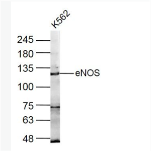 Anti-eNOSantibody-一氧化氮合成酶-3（内皮型）抗体