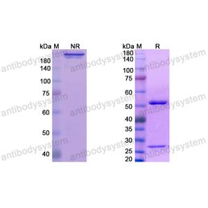 Research Grade Fianlimab  (DHD30405)