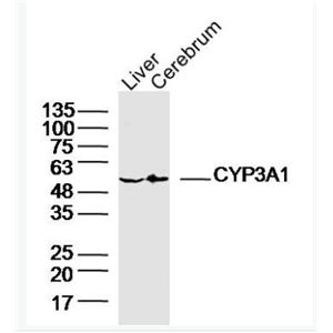 Anti-CYP3A1 antibody-細胞色素CYP3A1抗體