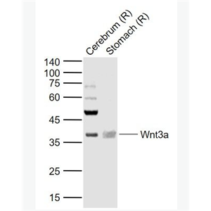 Anti-Wnt3a antibody-信号通路Wnt3a抗体