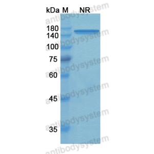 Research Grade Tidutamab  (DHD91601)