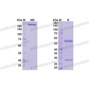 多奈单抗,Research Grade Donanemab(DHC12502)