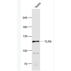 Anti-TLR9 antibody-Toll样受体9抗体