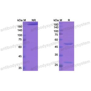 Research Grade Etigilimab  (DHH72402)