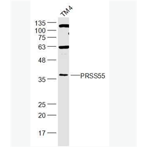 Anti-PRSS55 antibody-丝氨酸蛋白酶55抗体