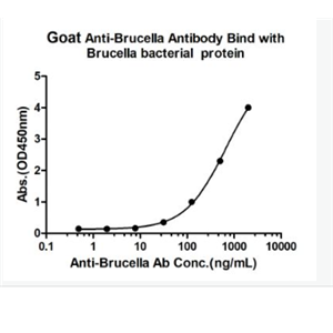 Anti-Brucella  antibody-布氏杆菌抗体