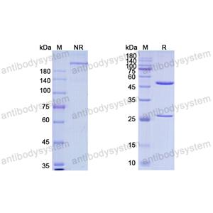 泽妥珠单抗,Research Grade Zenocutuzumab  (DHC09609)