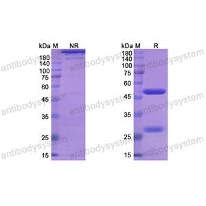 Research Grade Lesofavumab  (DVV03805)