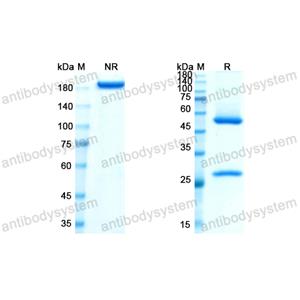 羅妥昔珠單抗,Research Grade Losatuxizumab(DHB86913)