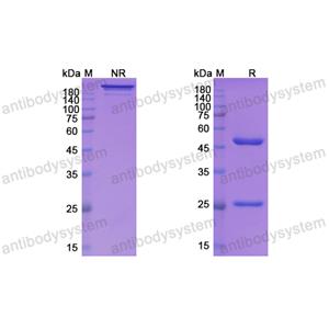 Research Grade Vunakizumab(DHH28804)