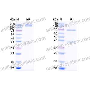 Research Grade Duvortuxizumab