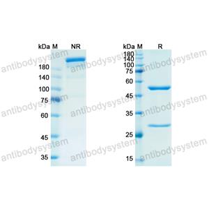 依米妥珠单抗,Research Grade Emactuzumab(DHC25202)