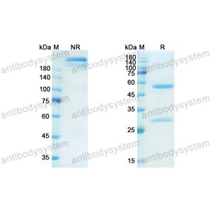 Research Grade Namilumab(DHC06701)