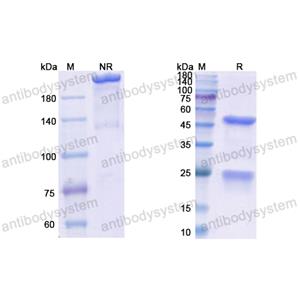 依那妥组单抗,Research Grade Enavatuzumab(DHJ62201)